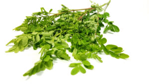 11338 horse radish tree shoot