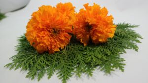 55667 marigold 1