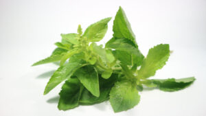 el004 holy basil