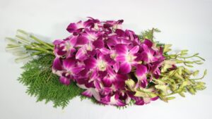 orchid 1